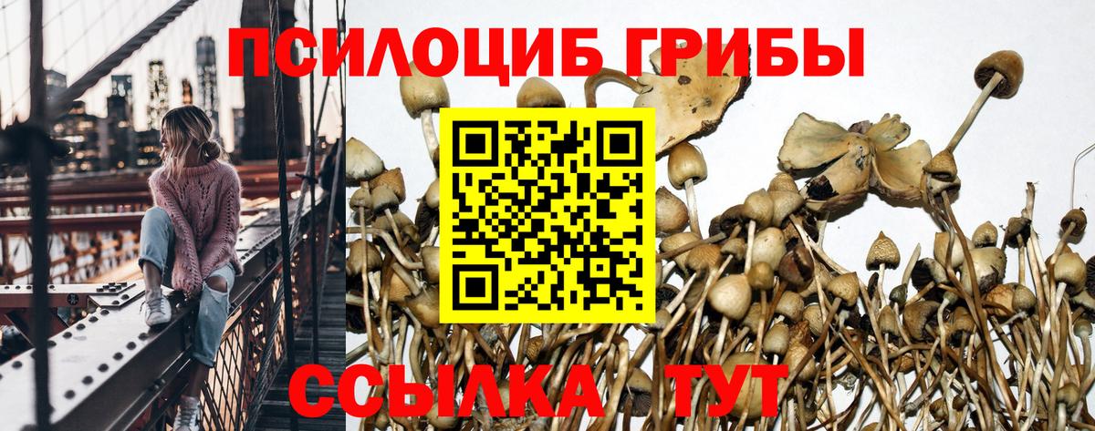 Сунжа  Галлюциногенные грибы Psilocybe  Вход с VPN 